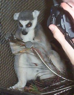 lemur.jpg