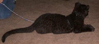 leopard_10.jpg