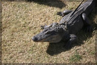 IMG_7807.jpg