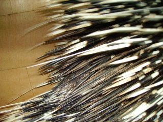 PICT0040.jpg