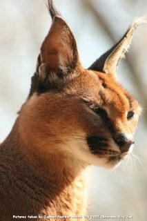 IMG_2597.jpg