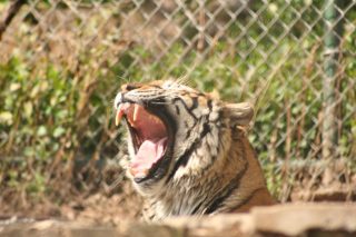 IMG_3737.jpg