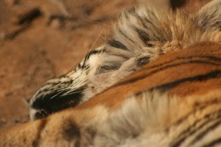 IMG_4103.jpg