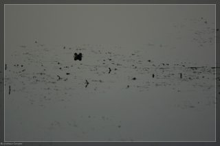 IMG_4394.jpg